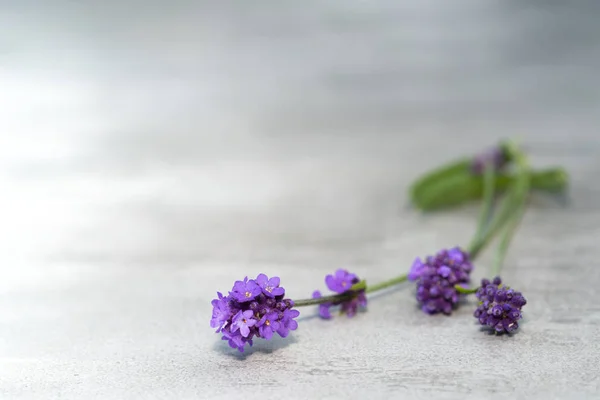 Flores de lavanda na mesa de concreto — Fotografia de Stock