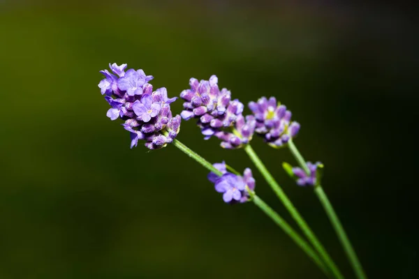 Lavendel blommor utanför med grön bakgrund — Stockfoto
