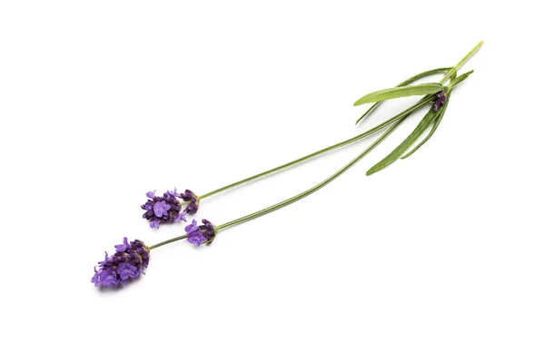 Lavendel blommor på vit bakgrund — Stockfoto