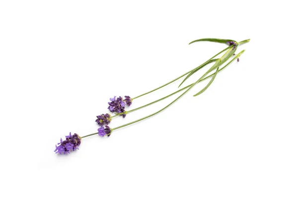 흰 배경의 라벤더 꽃 — 스톡 사진