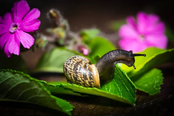 Un caracol con una casa se arrastra sobre una hoja verde —  Fotos de Stock