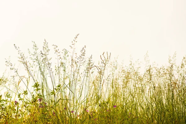 Wild flowers, straw and grass field and white sky — Stock Photo, Image