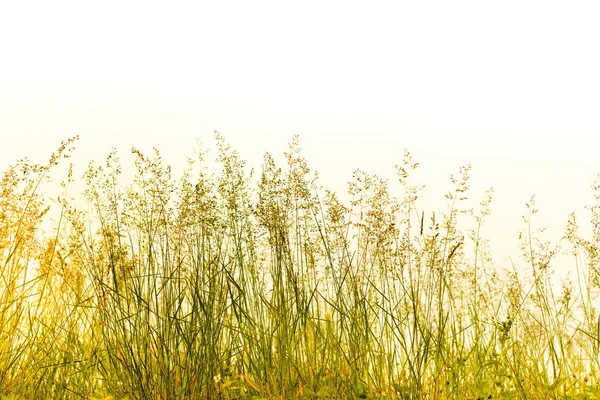 Wild flowers, straw and grass field and white sky — Stock Photo, Image