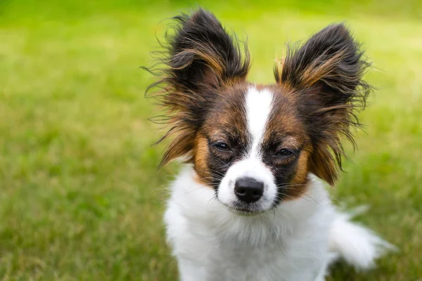 Krásná mladá papillon být v patách mimo — Stock fotografie