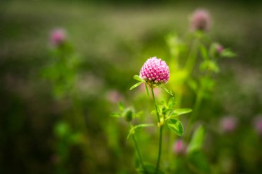 Yonca çiçek, yonca Pratense, dışarıda bir alanda