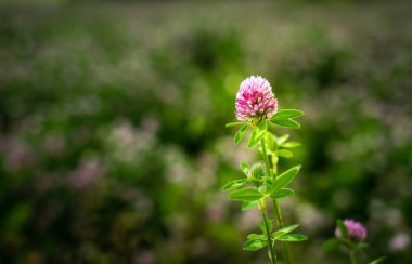 Yonca çiçek, yonca Pratense, dışarıda bir alanda