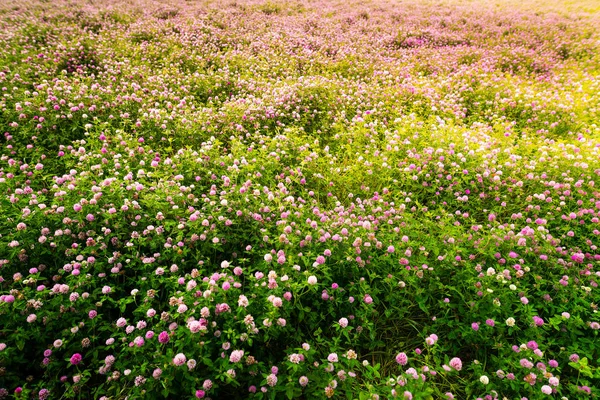 Clover bloemen, Trifolium Pratense, buiten in een veld — Stockfoto