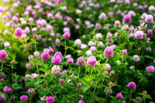 Kleeblumen, trifolium pratense, draußen auf einem Feld — Stockfoto
