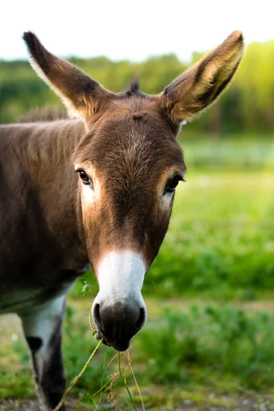 Portret van een bruin ezel buiten in het veld — Stockfoto