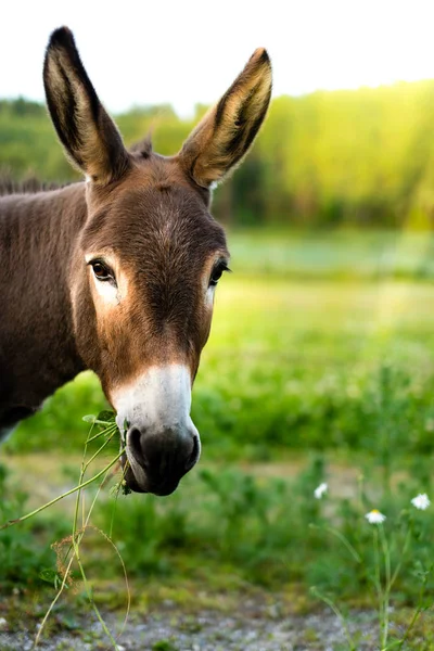 Portret van een bruin ezel buiten in het veld — Stockfoto