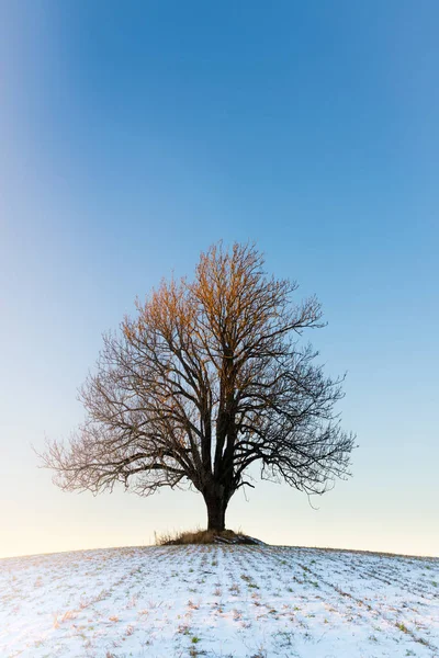 Günbatımında ağacında yalnız kış — Stok fotoğraf