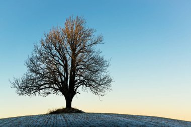 Günbatımında ağacında yalnız kış 