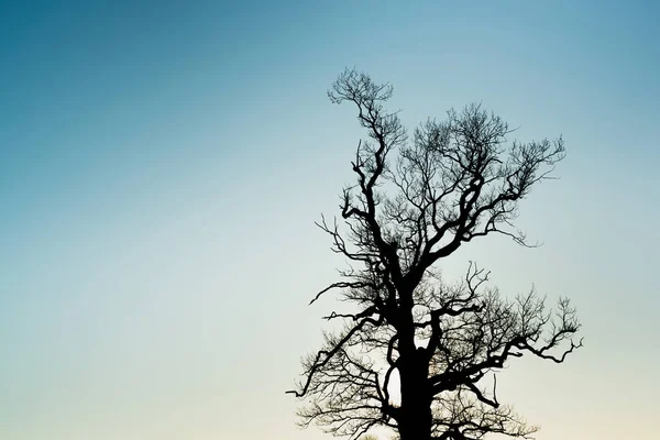 Silueta de rama de árbol con el cielo al atardecer en el fondo —  Fotos de Stock