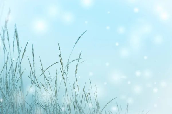 Straw with hoarfrost a cold winter day — Stock Photo, Image