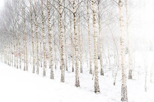 Birch Les zimní pozadí — Stock fotografie