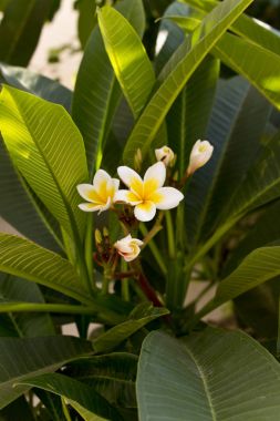 Plumeria çiçek ağaç yakın çekim ateş Kos Island, Yunanistan