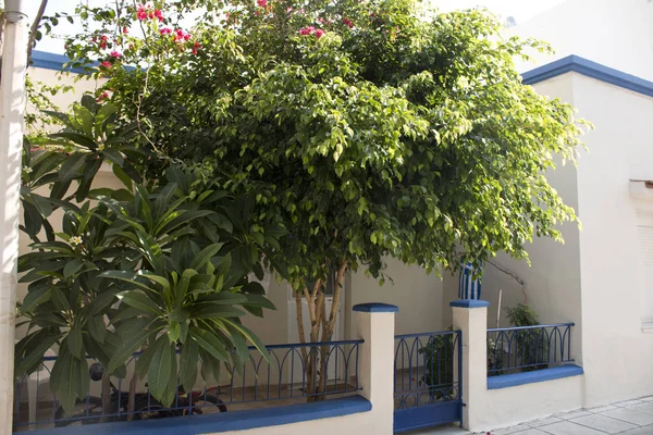 Árbol de flores amarillas y casa griega antigua en la isla de Kos Grecia — Foto de Stock