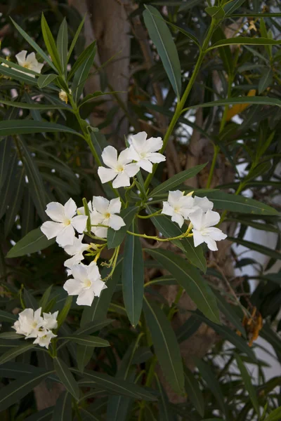 White Oleander flowers on close-up shoot  Kos ,Greece — Stock Photo, Image