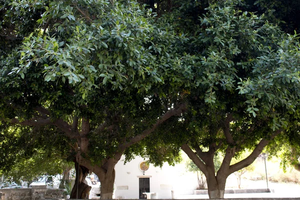 Yunanistan kos adası yeşil bakışta okaliptüs ağacı