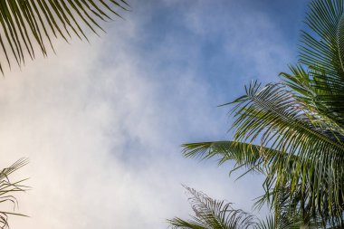 Dalları altında gökyüzü arka plan avuç içi