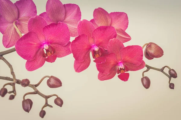 Branche de orquídea rosa. Retro tonificado . — Fotografia de Stock