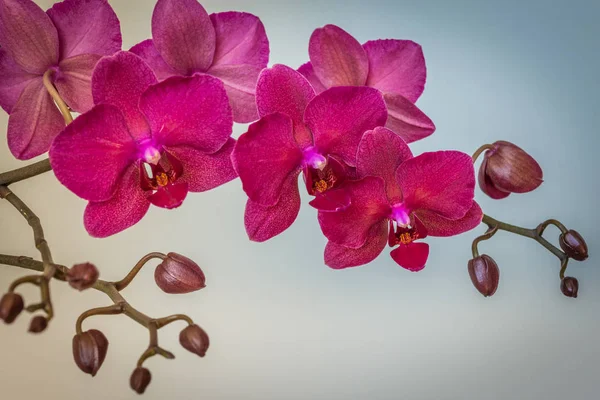 Branche de orquídea magenta no fundo azul — Fotografia de Stock