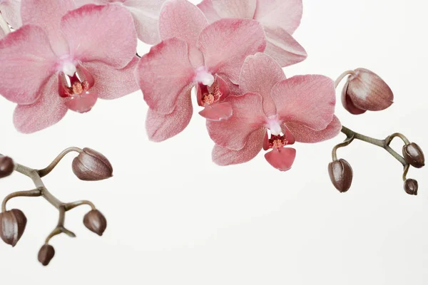 Branche de orquídea rosa empoeirada no fundo branco com espaço de cópia — Fotografia de Stock