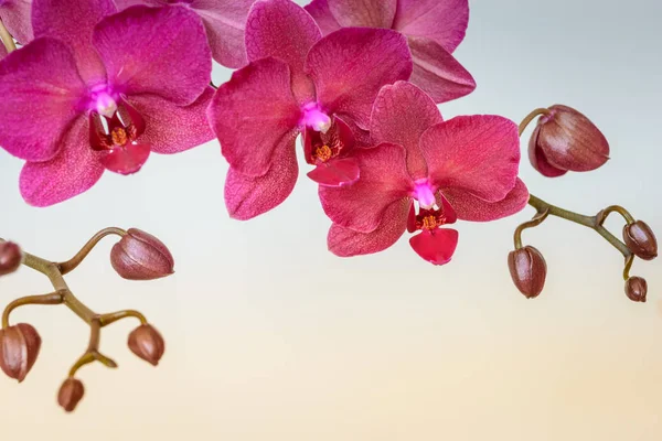 Branche de orquídea com espaço de cópia . — Fotografia de Stock