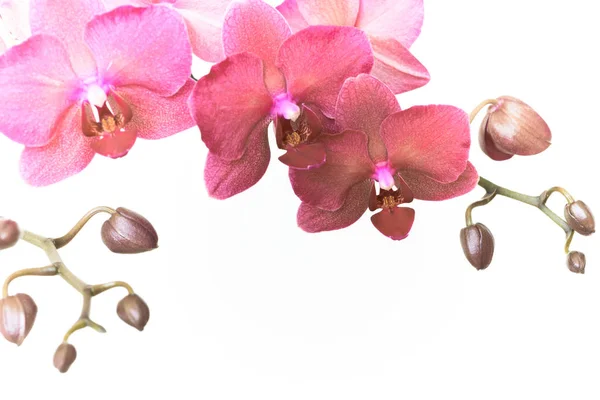 Bíbor orchidea branche. Retro tónusú. — Stock Fotó