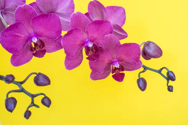 Branche de orquídea roxa no fundo amarelo com espaço de cópia — Fotografia de Stock