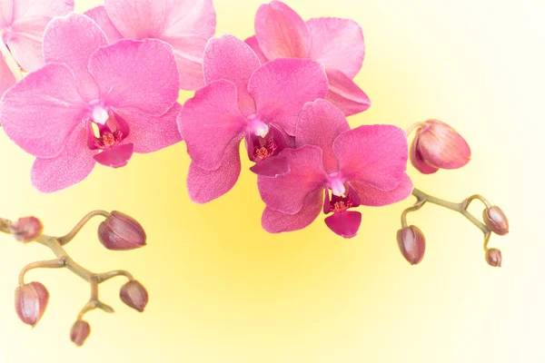 Branche de orquídea rosa no fundo amarelo com espaço de cópia — Fotografia de Stock