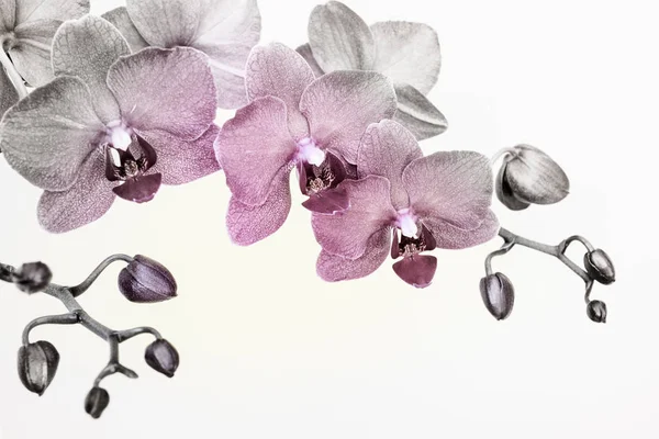 Branche de orquídea em cores surreais em fundo branco com espaço de cópia — Fotografia de Stock