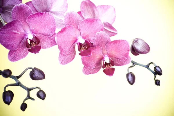 Bíbor orchidea branche a kék háttér — Stock Fotó