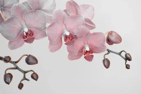 Branche de orquídea em cores surreais em fundo branco com espaço de cópia — Fotografia de Stock