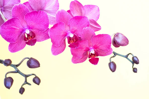 Branche de orquídea rosa no fundo branco com espaço de cópia . — Fotografia de Stock