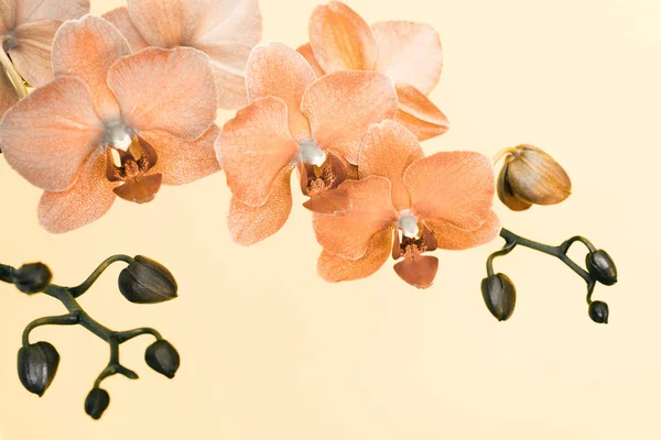 Branche de orquídea em cores surreais no fundo branco . — Fotografia de Stock