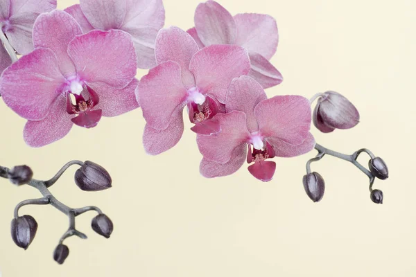 Branche de orquídea de desbotamento de cor no fundo branco com espaço de cópia — Fotografia de Stock