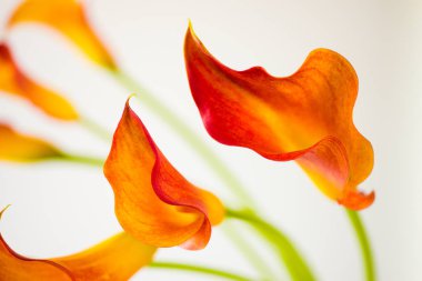 Taze turuncu Calla lily çiçekler. Seçici odak.