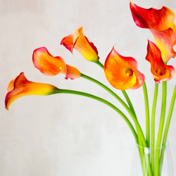 Bouquet of fresh orange Calla lilly flowers in glass vase on a white table. Square.