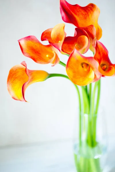 Bouquet of fresh orange Calla lilly flowers in glass vase