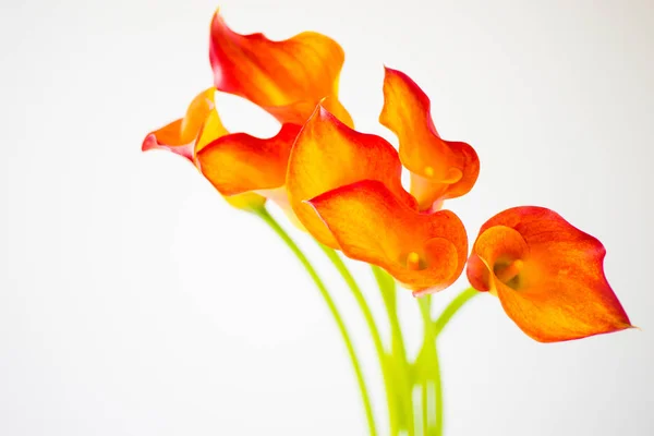 Bando de flores de lírio Calla laranja fresca com espaço de cópia . — Fotografia de Stock