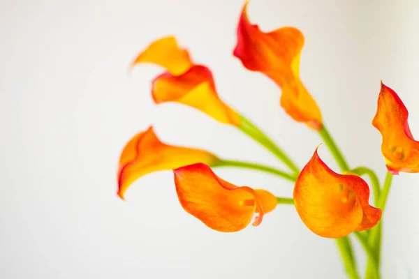 Bouquet de fleurs fraîches orange Calla lilly avec espace de copie . — Photo