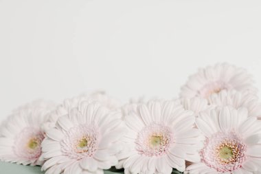 Mavi arka plan üzerinde pembe taze gerbera çiçekleri