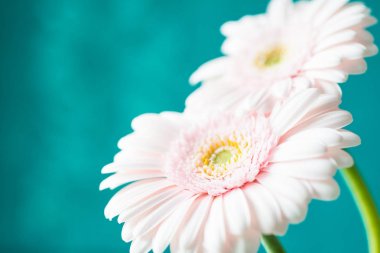 Mavi arka plan üzerinde pembe taze gerbera çiçekleri