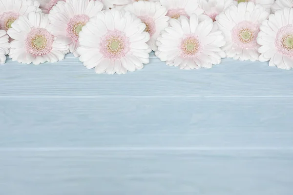 Różowe kwiaty świeże gerbera na niebieskim tle — Zdjęcie stockowe