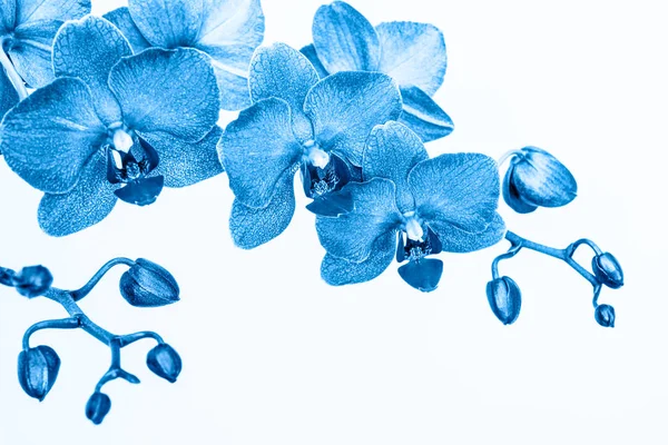 Fotokopi alanı olan beyaz arkaplanda mavi renkli orkide dalı Stok Resim