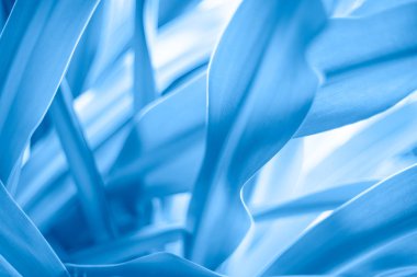 Bulanık mavi arka plan ve yapraklar. Yaz arkaplanı.