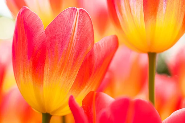 Fresh pink-yellow tulips. floral background for cards, wallpapers. Telifsiz Stok Fotoğraflar