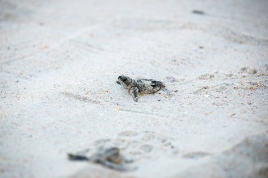 Su sonra tarama yapmak bebek Deniz kaplumbağaları