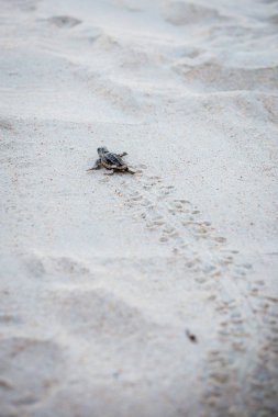 Bebek deniz kaplumbağa civciv